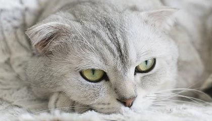 深南电路股价下跌1.58% 董事变动引发市场关注